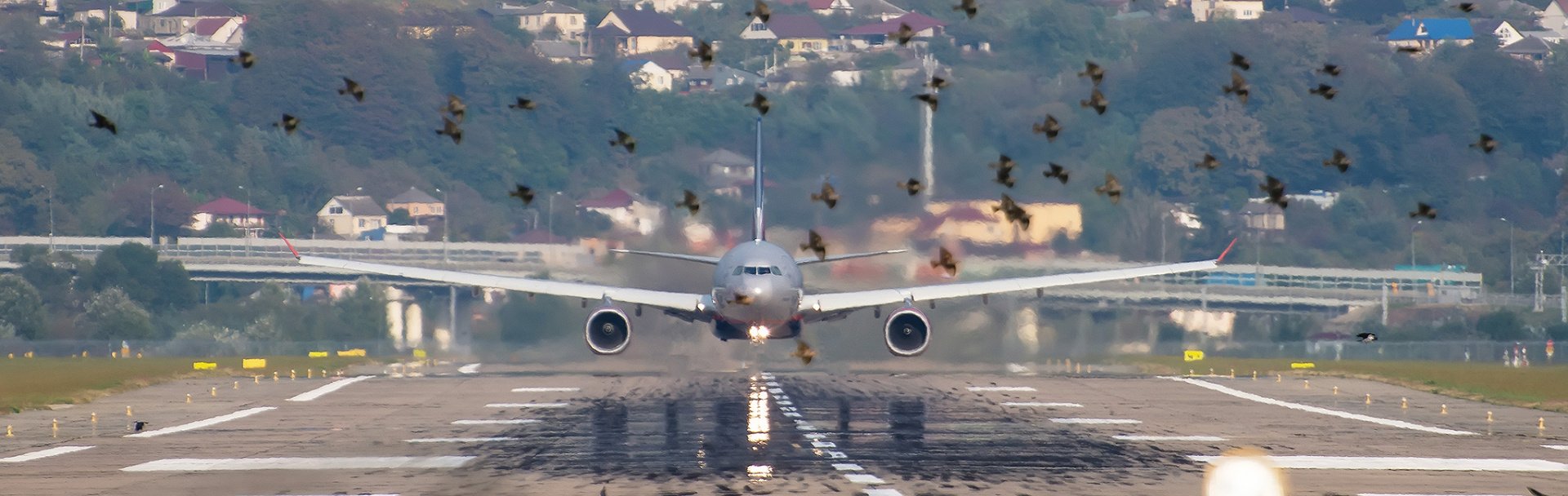 Plane Landing Amongst Birds